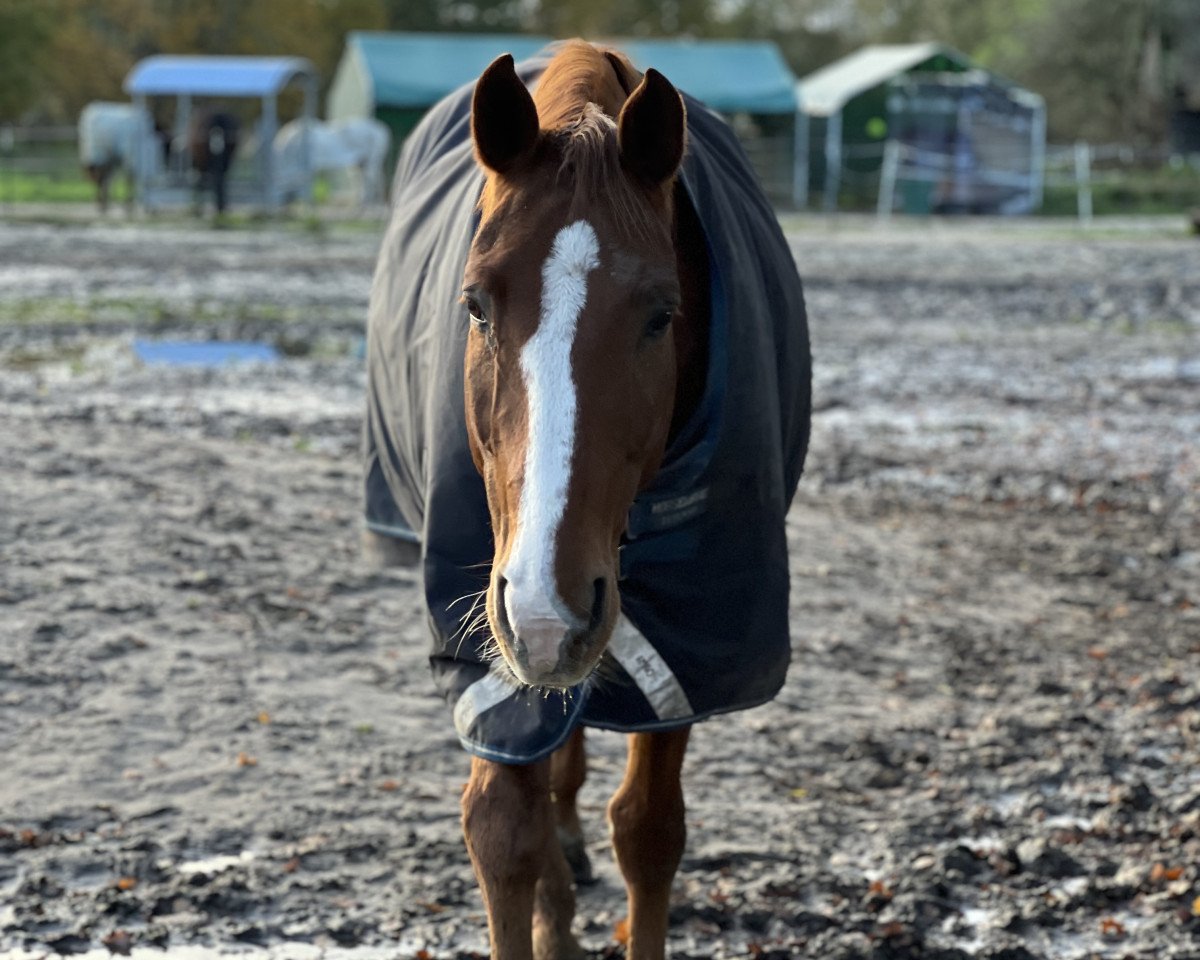 dressage horse Dancing Peter (Hanoverian, 2007, from Daidalos)