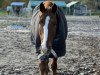 dressage horse Dancing Peter (Hanoverian, 2007, from Daidalos)