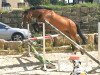 jumper Senta Gold (Oldenburg show jumper, 2019, from San Giovanni)