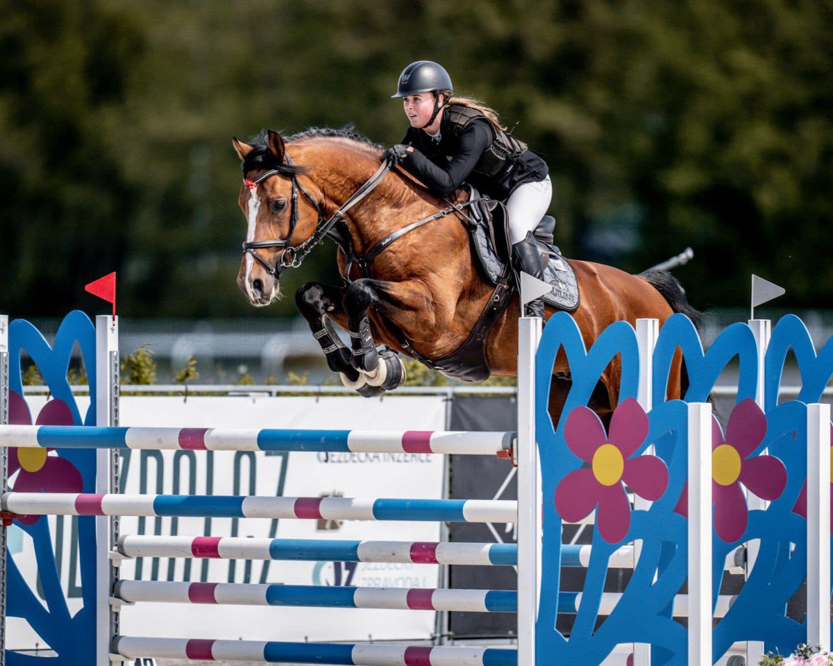 stallion Ice Breaker E.b. (KWPN (Royal Dutch Sporthorse), 2013, from Action-Breaker)