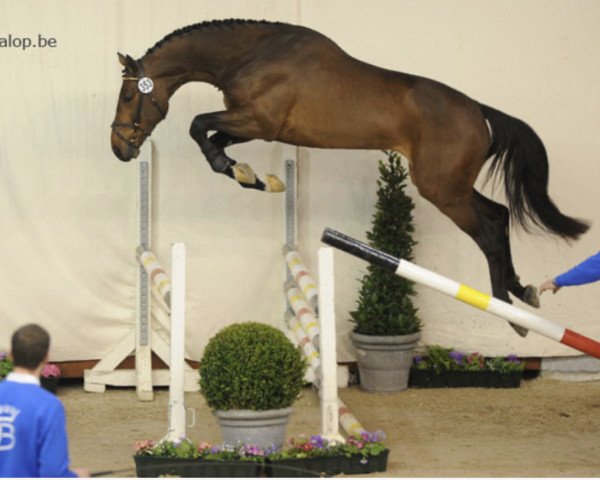 stallion Gold Fever van T Heike (Belgian Warmblood, 2006, from Quidam de Revel)