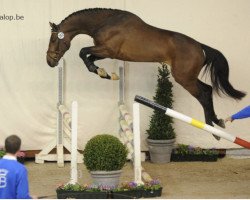 Deckhengst Gold Fever van T Heike (Belgisches Warmblut, 2006, von Quidam de Revel)