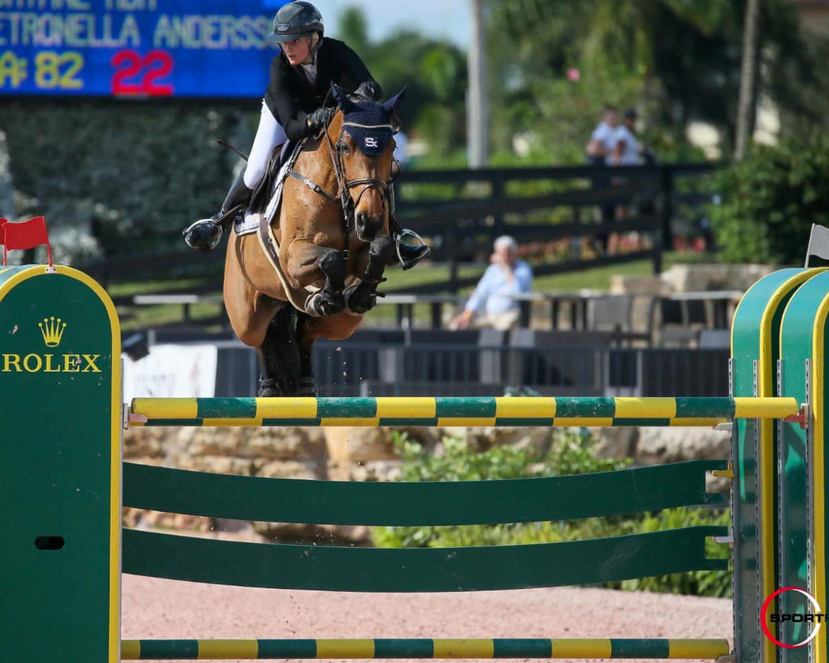 broodmare Doryane Hdh (KWPN (Royal Dutch Sporthorse), 2008, from Guccio)