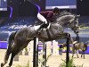 jumper Der Benni (Hanoverian, 2016, from Diacontinus)