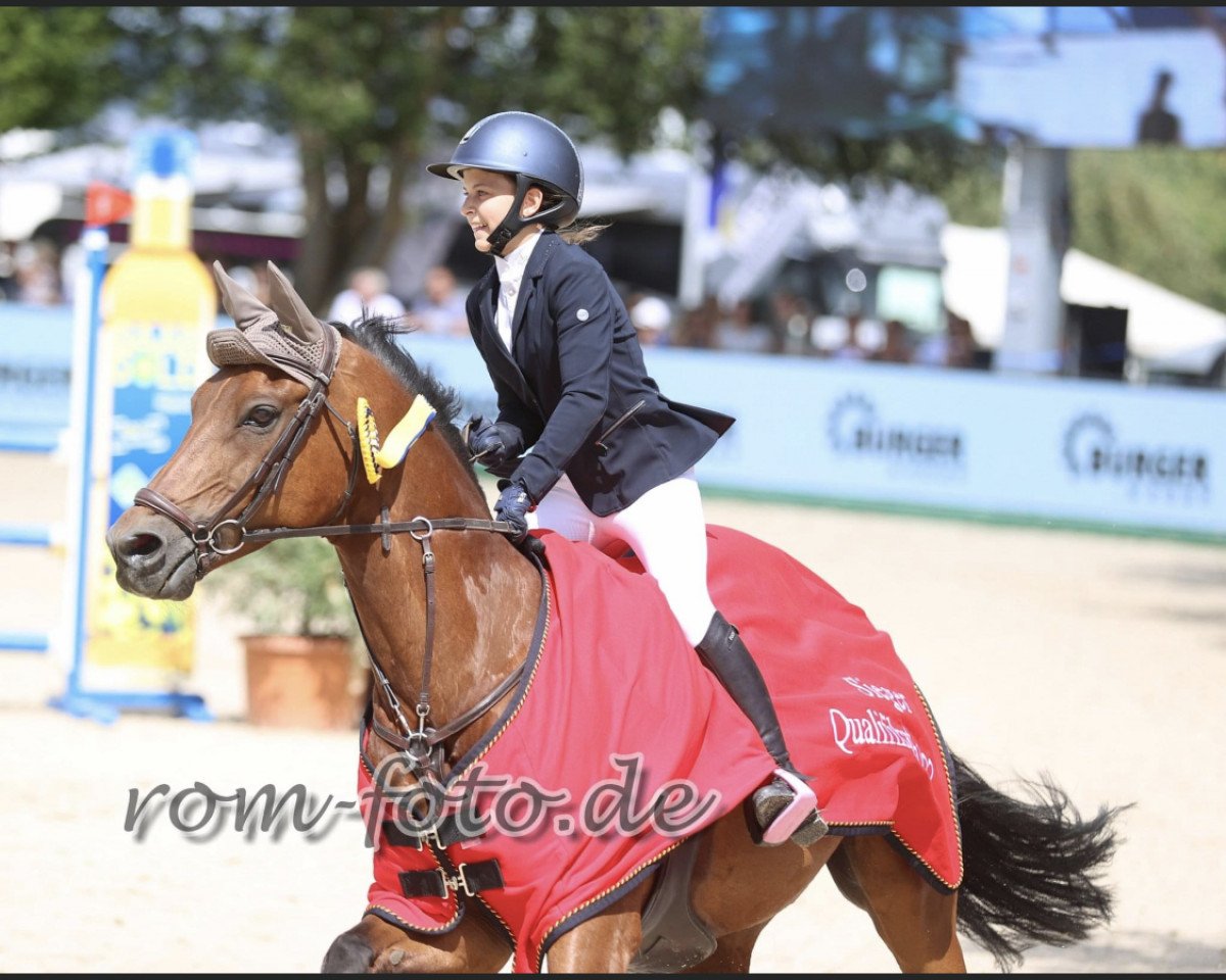 Springpferd Franz Ferdinand (Deutsches Reitpony, 2007, von Der feine Lord AT)
