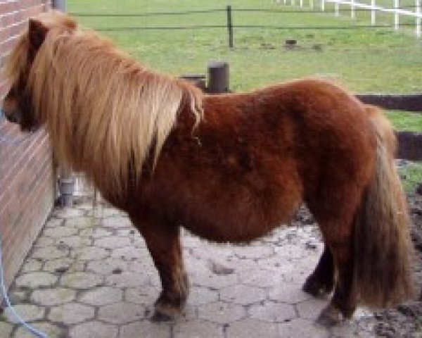 Zuchtstute Ciska Silbersee (Shetland Pony, 1992, von Balduin)