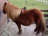 Zuchtstute Ciska Silbersee (Shetland Pony, 1992, von Balduin)