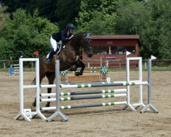 jumper Grandinus 4 (Swedish Warmblood, 2011, from Bodinus)