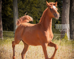 Pferd Golden Sunshine von der Marien-Quelle (Deutsches Reitpony, 2020, von Nablissimo 4)