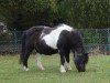 Zuchtstute Stella (Shetland Pony, 1991, von Bojar)