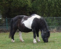 Zuchtstute Stella (Shetland Pony, 1991, von Bojar)