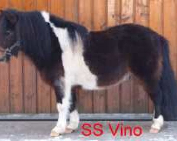 Deckhengst Vino vom Silbersee (Shetland Pony, 1995, von Viskan Silbersee)