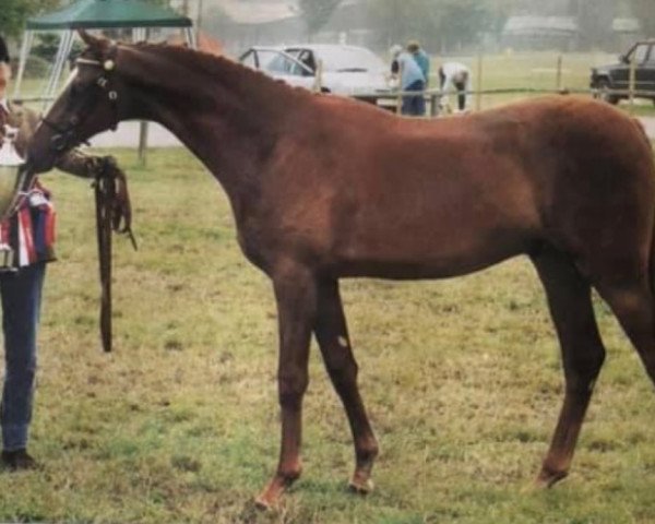 horse Dolphin Super Star (Arab half breed / Partbred, 1998, from Camargue Tribute)