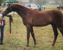 horse Dolphin Super Star (Arab half breed / Partbred, 1998, from Camargue Tribute)