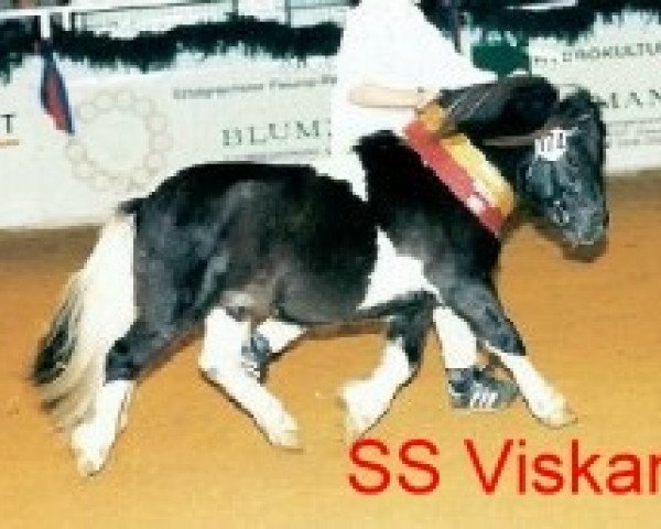 stallion Viskan Silbersee (Shetland Pony, 1989, from Vedor Opden Berg)