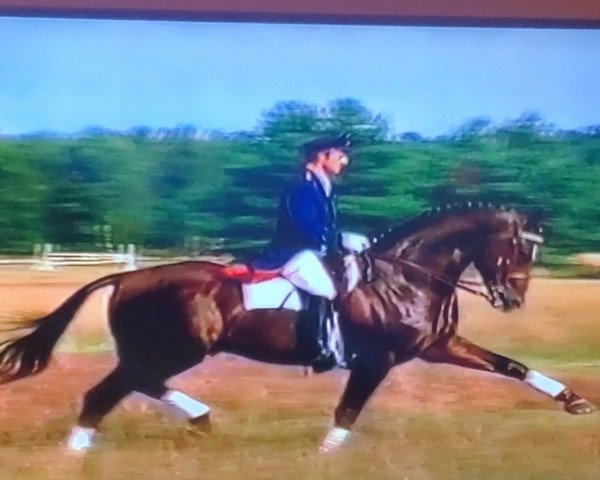 stallion World Cup I (Hanoverian, 1977, from Woermann)