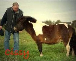 broodmare Cissy Silbersee (Shetland Pony, 1989, from Vedor Opden Berg)