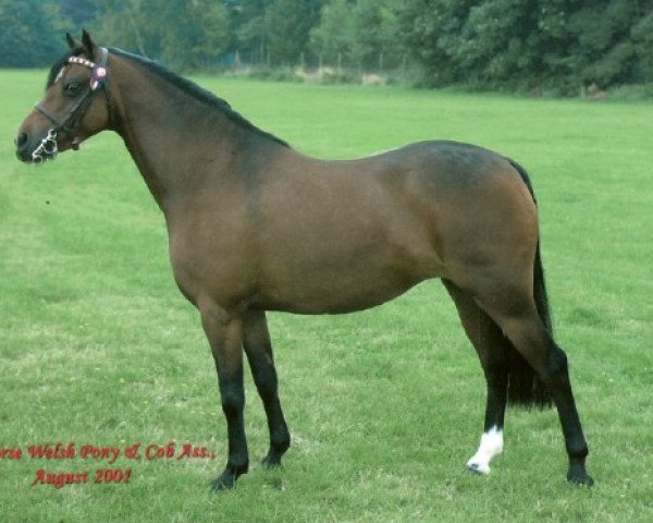 horse Cosford Vanessa (British Riding Pony, 1993, from Bengad Citrus)