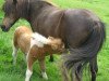 broodmare Sandy von der Ostsee (Shetland Pony, 2001, from Krümel)