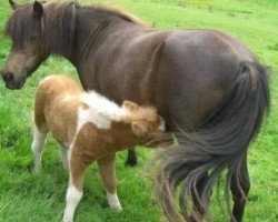 Zuchtstute Sandy von der Ostsee (Shetland Pony, 2001, von Krümel)