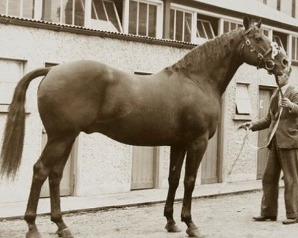 Pferd Knocklong Boy xx (Englisches Vollblut, 1922, von Pop-Along xx)