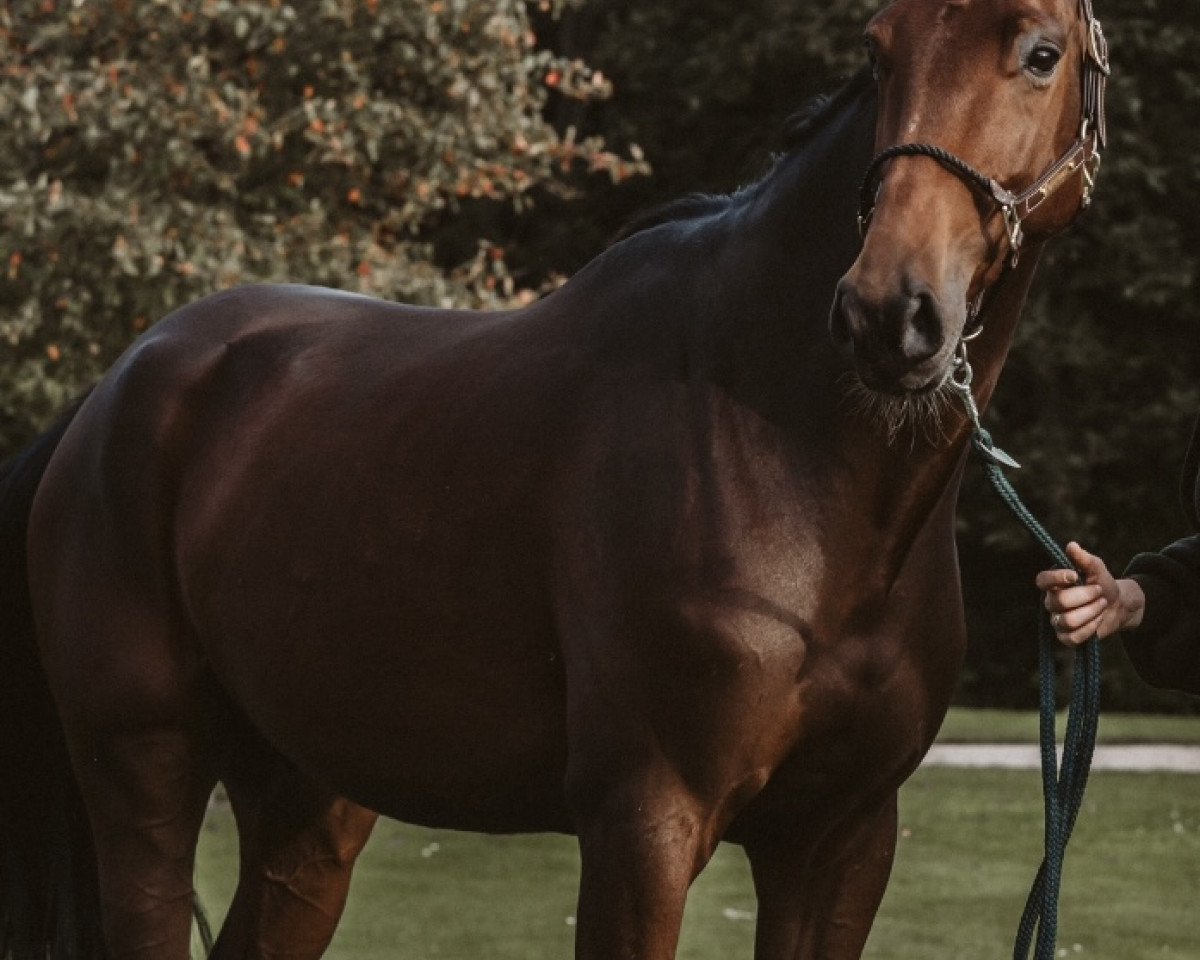jumper Quantur (Holsteiner, 2018, from Quim 2)