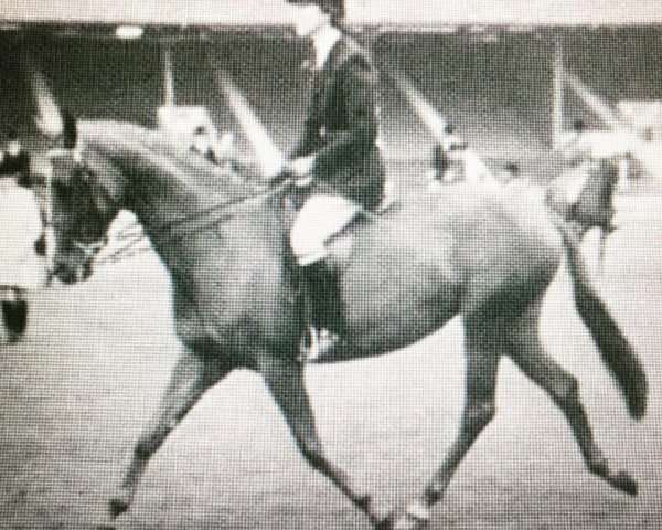 horse Kavora Another Star xx (Thoroughbred, 1953, from Vulgan xx)