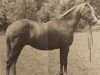 Zuchtstute Keston Pastime (Welsh Pony (Sek.B), 1969, von Brockwell Chipmunk)