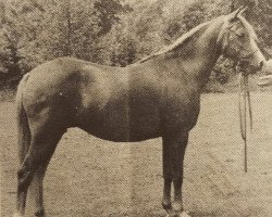 broodmare Keston Pastime (Welsh-Pony (Section B), 1969, from Brockwell Chipmunk)