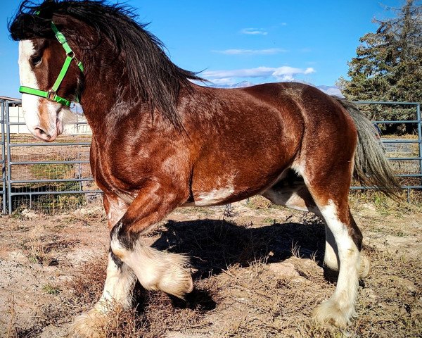 broodmare Hatfield Royal Choice (Clydesdale, 2017, from Ozark's Royal View)