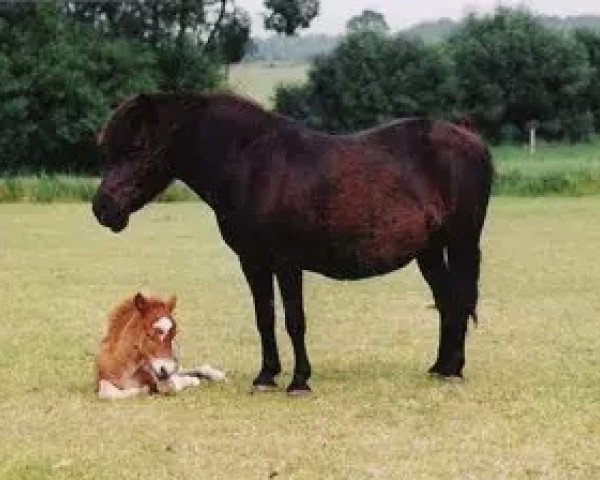 Zuchtstute Sina (Shetland Pony, 1979, von Ole)