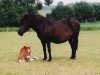 Zuchtstute Sina (Shetland Pony, 1979, von Ole)