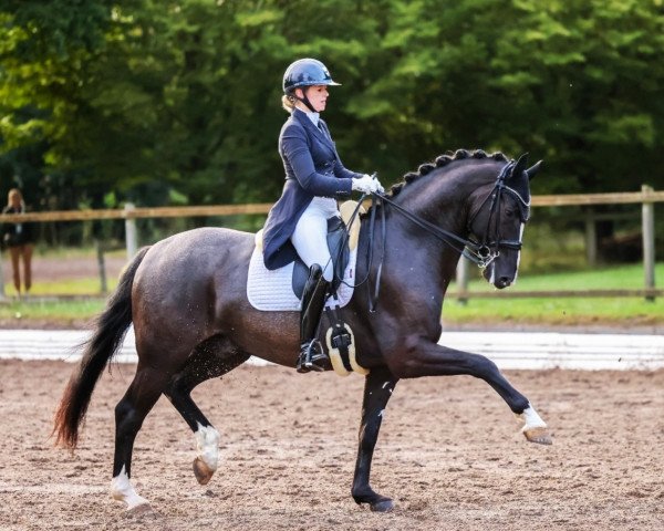 dressage horse Floris Grey (Hanoverian, 2016, from Floris Prince)