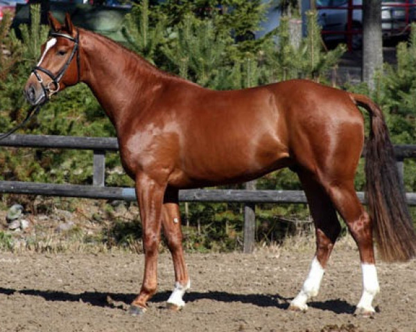 stallion Lordanos-Roi 132 FIN (Hanoverian, 2004, from Lordanos)