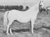 Zuchtstute Revel Coolee (Welsh Mountain Pony (Sek.A), 1960, von Revel Lonestar)