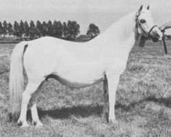 Zuchtstute Revel Coolee (Welsh Mountain Pony (Sek.A), 1960, von Revel Lonestar)