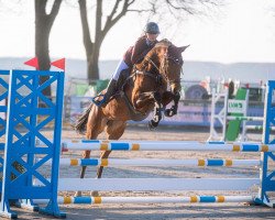 jumper Abby La Carte (Westphalian, 2019, from A La Carte NRW)