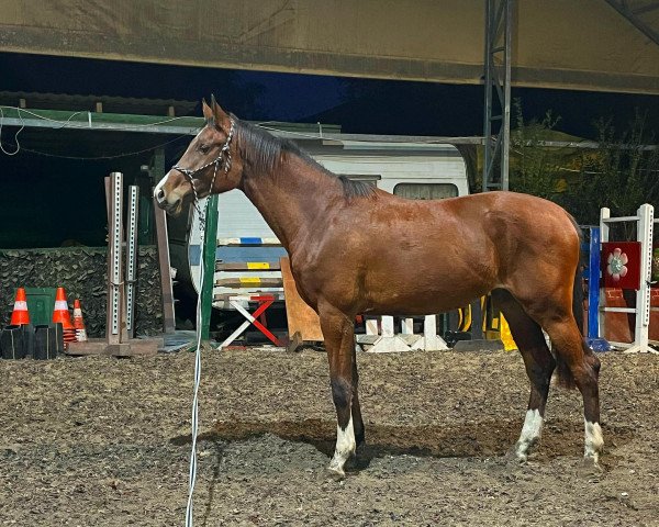 jumper Bellbliss MF (Hungarian Warmblood, 2021, from Contact du Rouet)