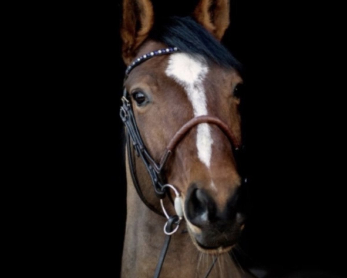 jumper Q-Grantinus V (Hanoverian, 2011, from FRH Quaid)