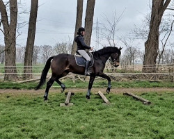 broodmare Antagena (Oldenburg, 2016, from Antango du Feuillard)