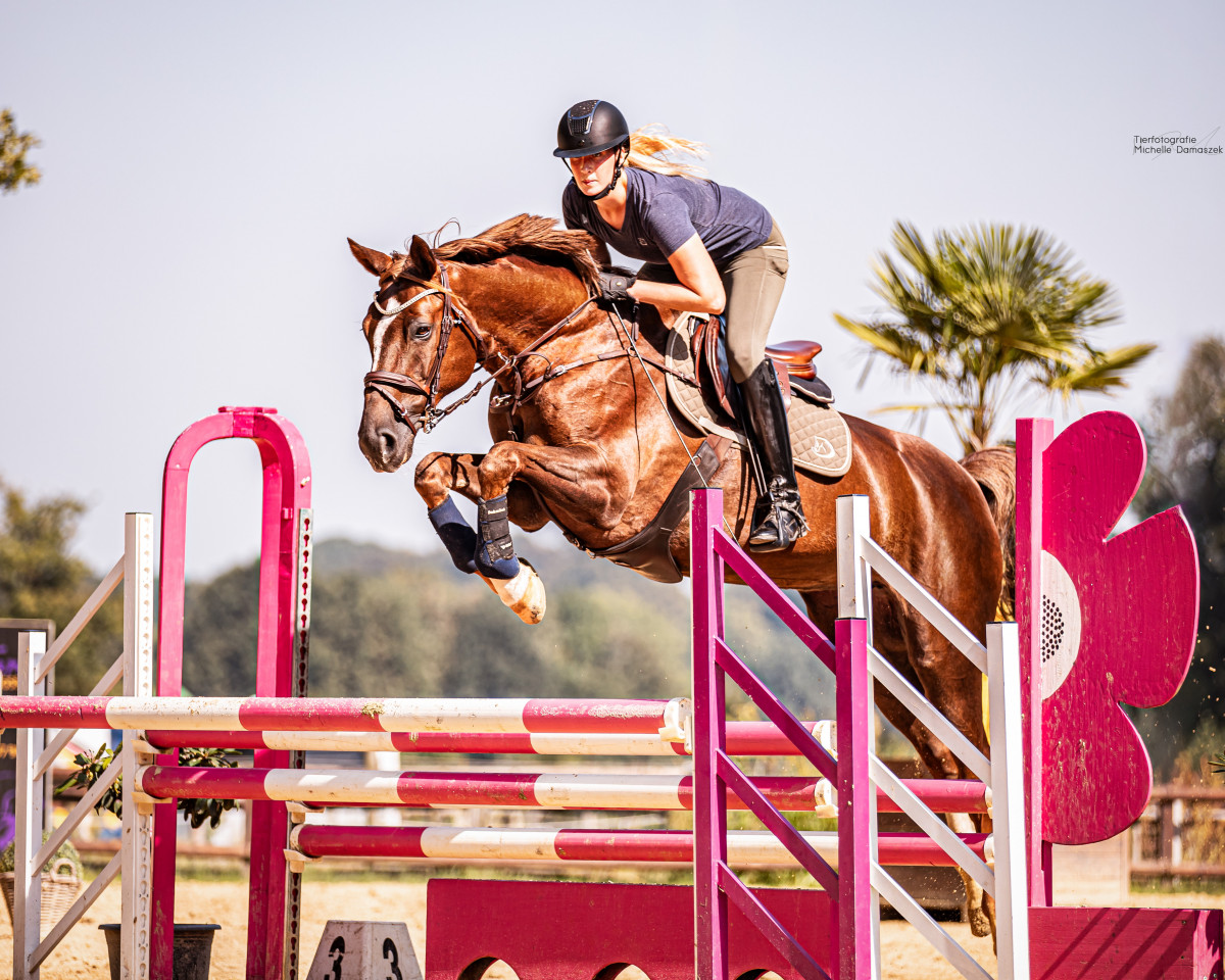 jumper Camerella (Zangersheide riding horse, 2011, from Spartacus TN)