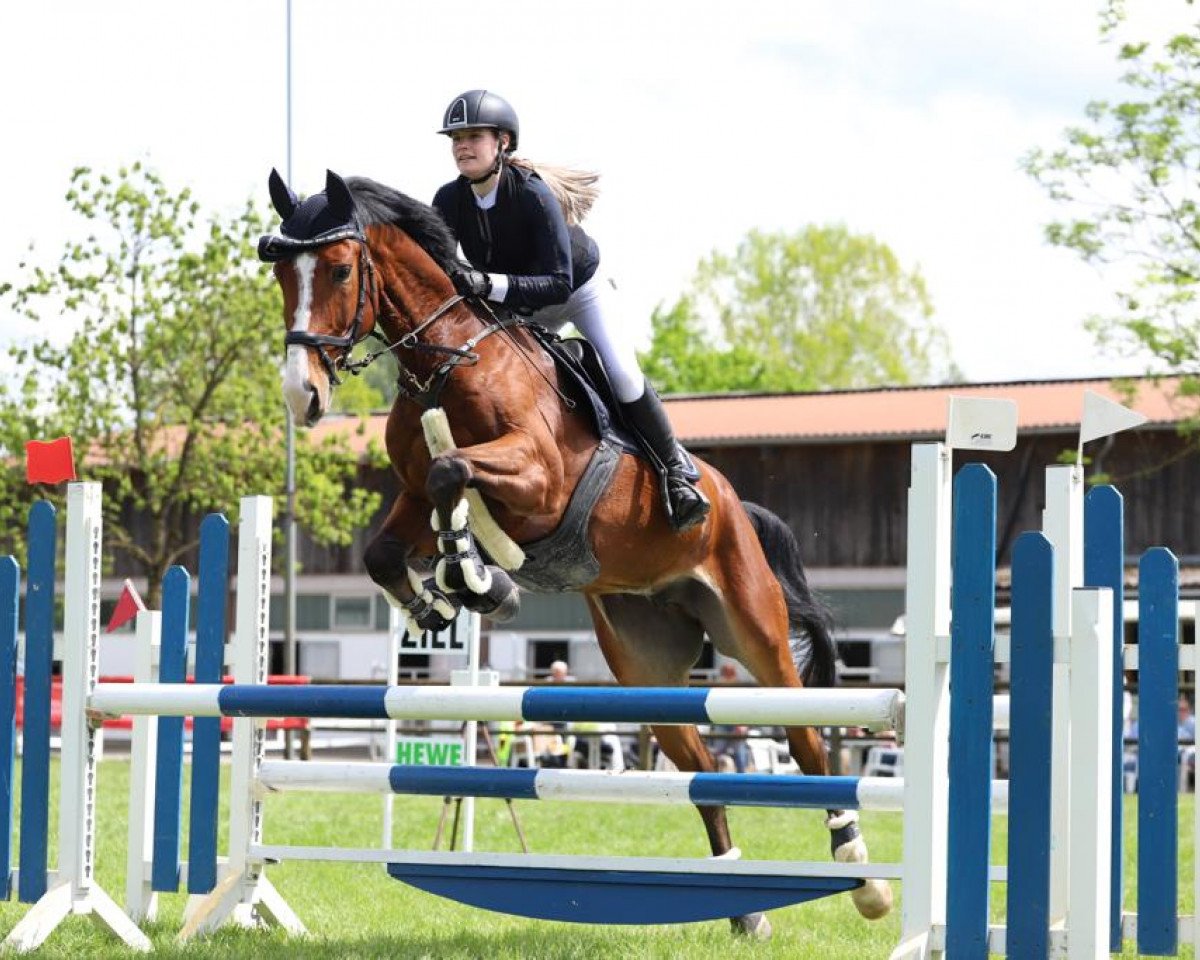 jumper Air Jordan 9 (German Sport Horse, 2015, from Accusé)