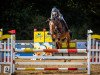 broodmare Blockbuster Bee A (German Sport Horse, 2016, from Blockbuster)