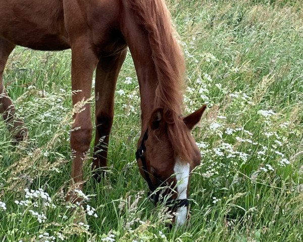 dressage horse Goldfee (German Riding Pony, 2021, from Genesis B)