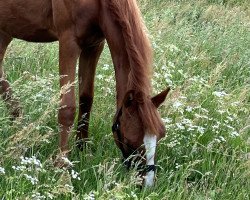 horse Goldfee (German Riding Pony, 2021, from Genesis B)