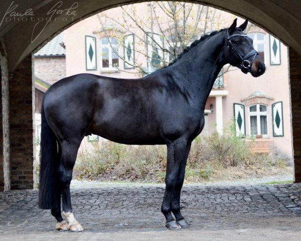 dressage horse Flamboyant de Carree (Oldenburg, 2016, from Franklin)