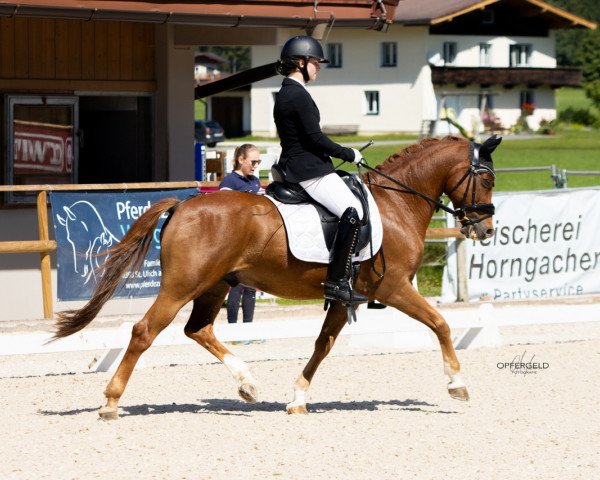 dressage horse Don't Stop Me Now (New Forest Pony, 2011, from Sakolei Imagic)