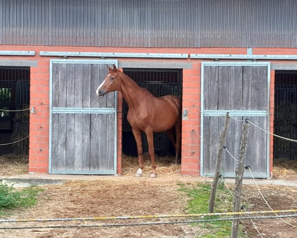 dressage horse William Weasley (Hanoverian, 2001, from Wolkentanz I)