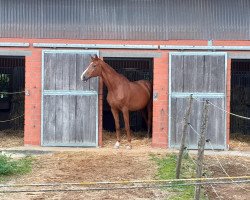 Dressurpferd William Weasley (Hannoveraner, 2001, von Wolkentanz I)