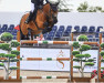 jumper Fiona des Hayettes (Belgium Sporthorse, 2011, from Lord des Hayettes)